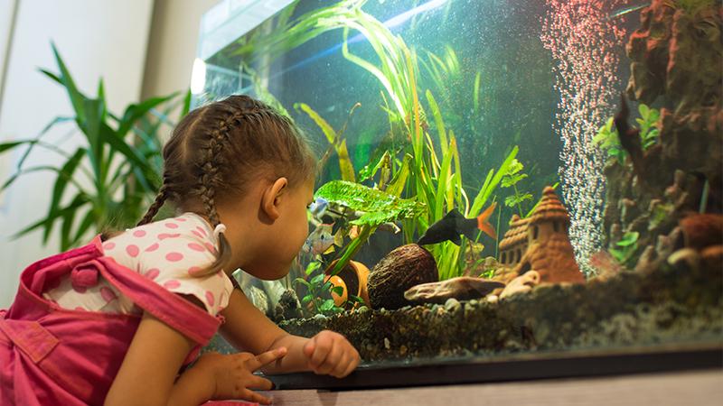 ماهیها جانورانی آرام و بیآزار برای نگهداری در آپارتمان ماهیها جانورانی آرام و بیآزار برای نگهداری در آپارتمان