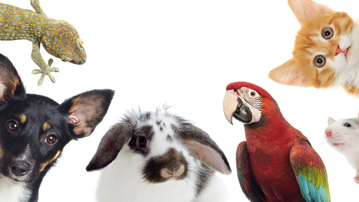 نکات نگهداری از حیوانات در خانه نکات نگهداری از حیوانات در خانه