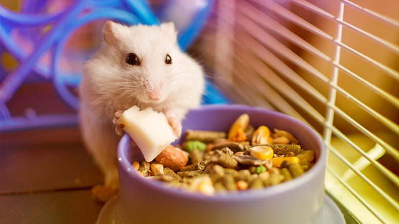 همستر حیوانی مناسب برای نگهداری در آپارتمان همستر حیوانی مناسب برای نگهداری در آپارتمان