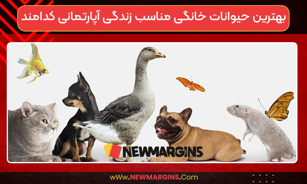 بهترین حیوانات خانگی مناسب زندگی آپارتمانی کدامند