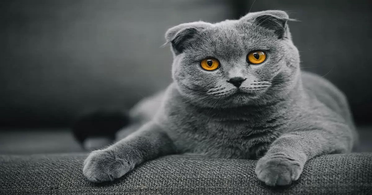 محبوب‌ترین حیوان خانگی  گربه