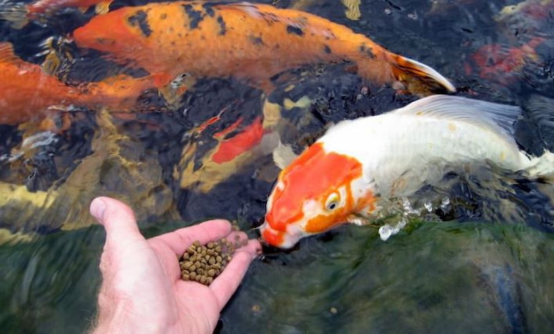 تغذیه ماهیهای زینتی تغذیه ماهیهای زینتی