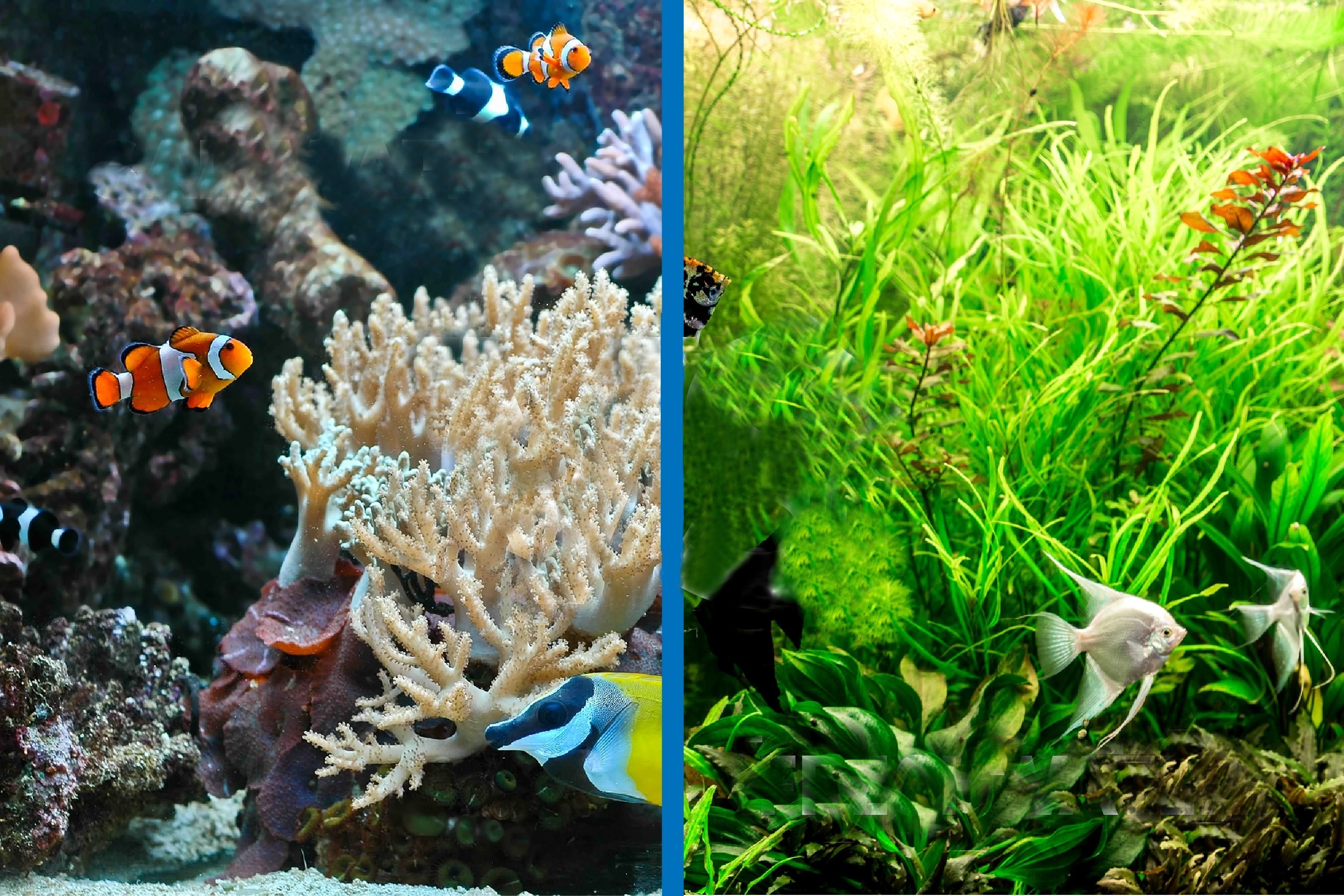 تفاوت های آکواریوم آب شور و شیرین تفاوت های آکواریوم آب شور و شیرین