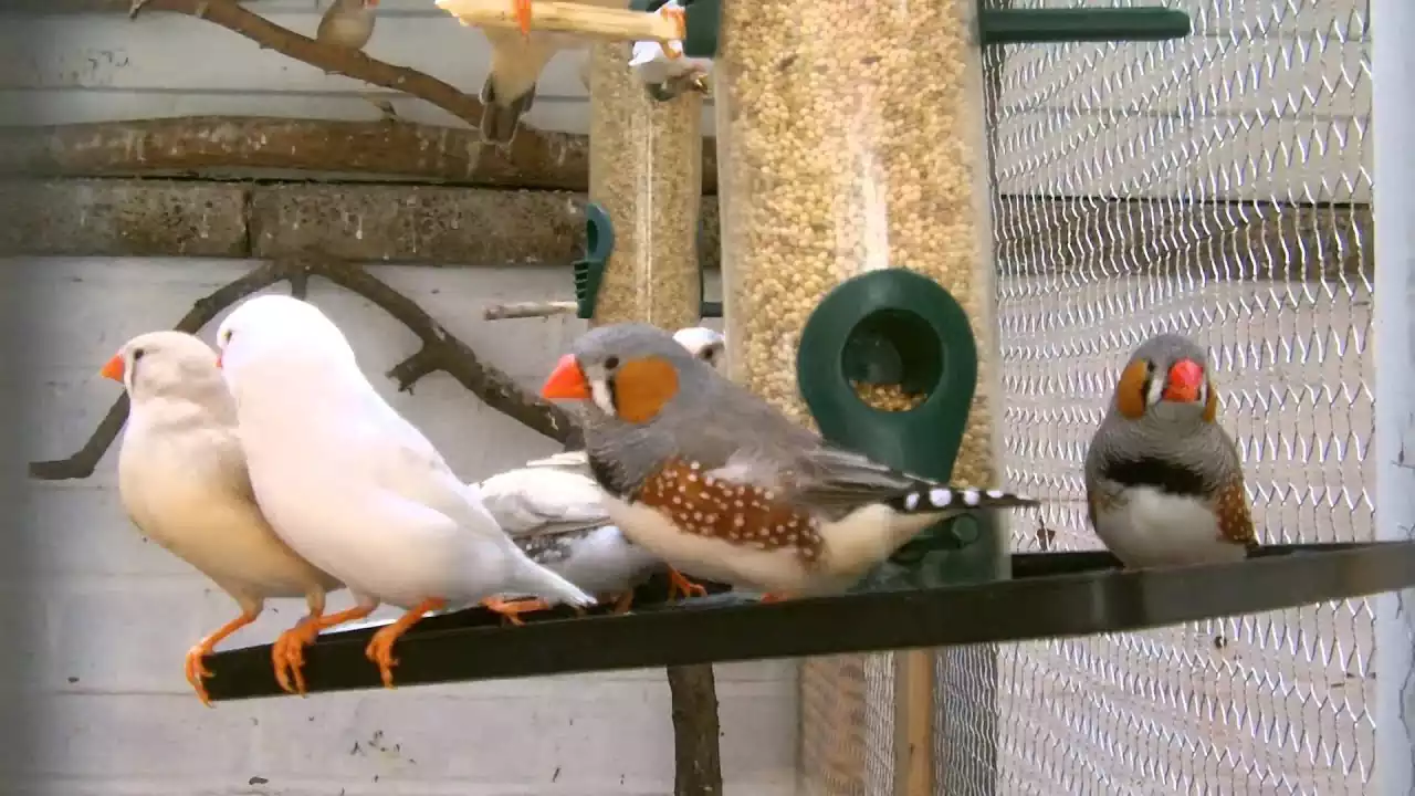 تمیزترین حیوان خانگی قناری یا فنچ تمیزترین حیوان خانگی قناری یا فنچ