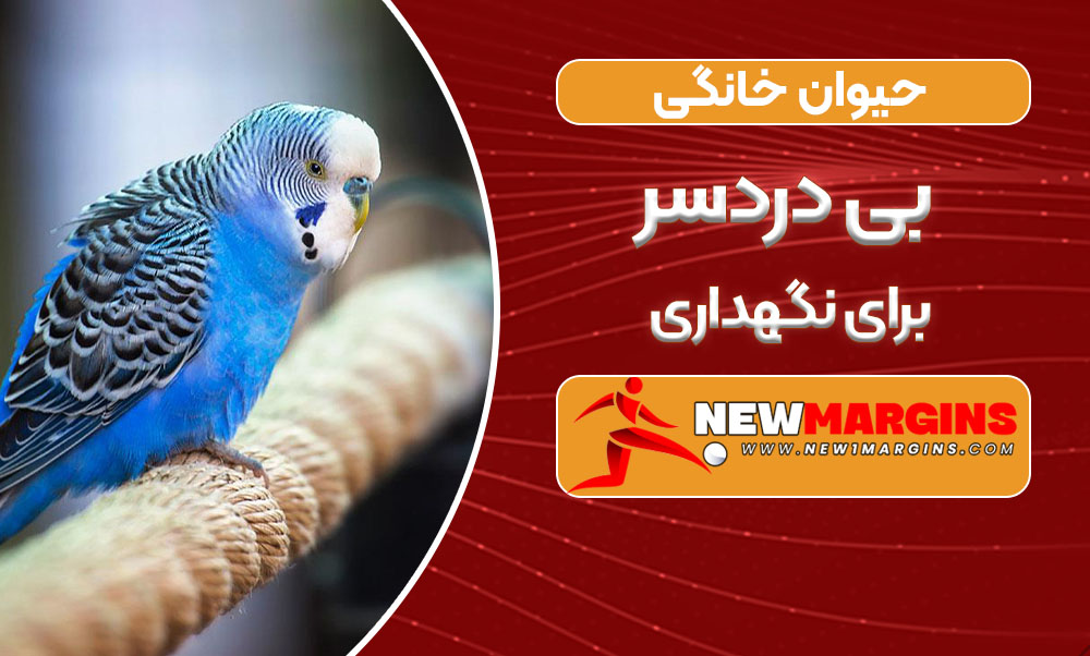 حیوان خانگی بی دردسر برای نگهداری حیوان خانگی بی دردسر برای نگهداری