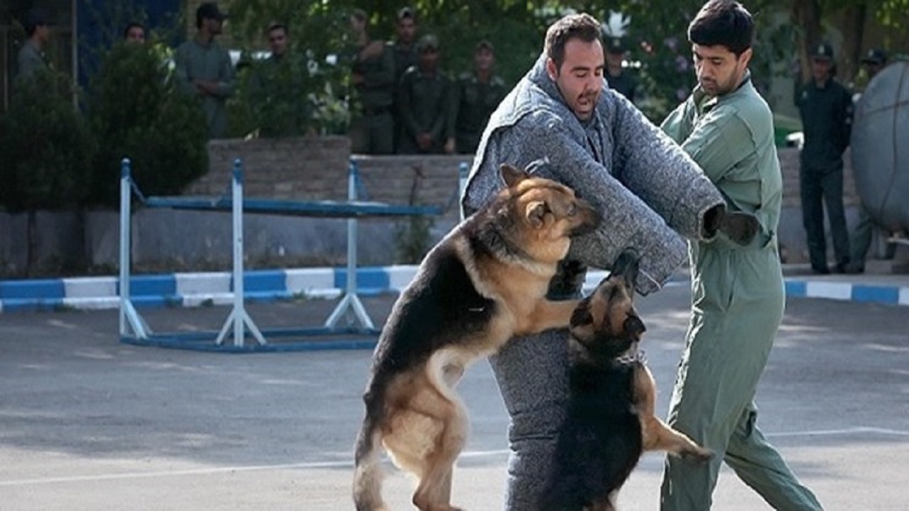 رعایت حقوق همسایگان در مورد نگهداری حیوانات رعایت حقوق همسایگان در مورد نگهداری حیوانات