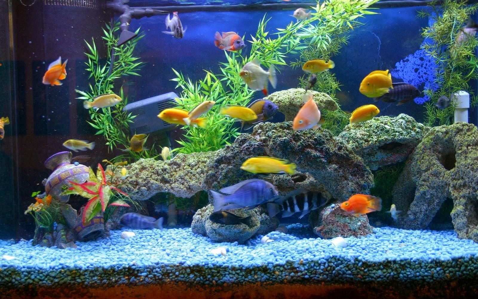 شرایط زیستی آبشیرین و آب شور شرایط زیستی آبشیرین و آب شور