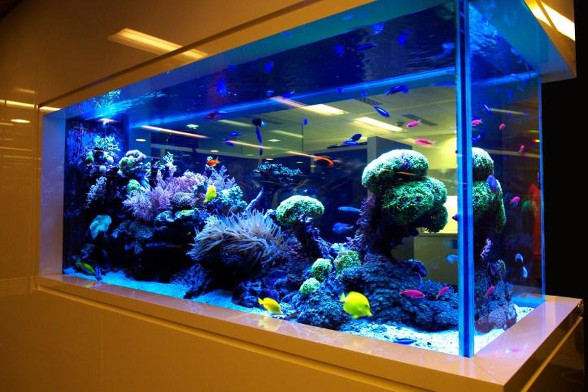 کیفیت آب در آکواریوم ماهی های زینتی کیفیت آب در آکواریوم ماهی های زینتی