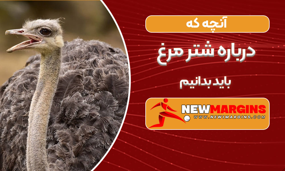 آنچه که درباره شتر مرغ باید بدانیم آنچه که درباره شتر مرغ باید بدانیم