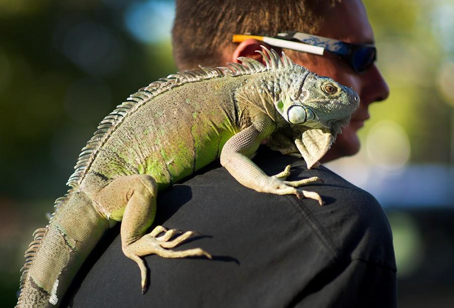 اژدهای ریشدار بهترین خزنده خانگی اژدهای ریشدار بهترین خزنده خانگی