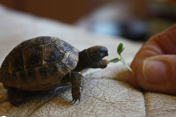 بهترین خزندگان خانگی برای مبتدیها کدامند بهترین خزندگان خانگی برای مبتدیها کدامند