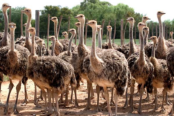 زیستگاه شترمرغ کجاست و چگونه زندگی میکند زیستگاه شترمرغ کجاست و چگونه زندگی میکند