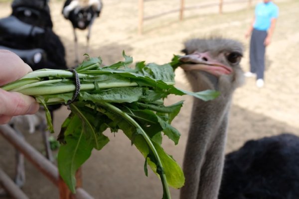 شترمرغ چه میخورد و چگونه غذا هضم میکند شترمرغ چه میخورد و چگونه غذا هضم میکند