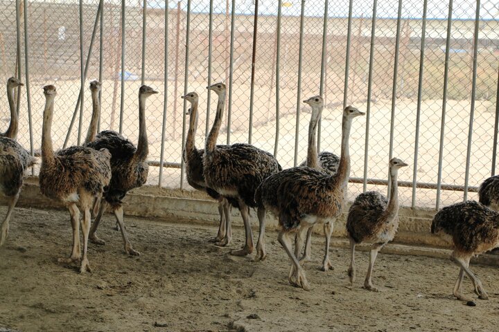 میزان سود پرورش شترمرغ میزان سود پرورش شترمرغ