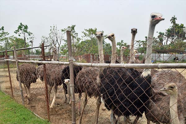 هزینه راهاندازی مزرعه پرورش شترمرغ چقدر است هزینه راهاندازی مزرعه پرورش شترمرغ چقدر است