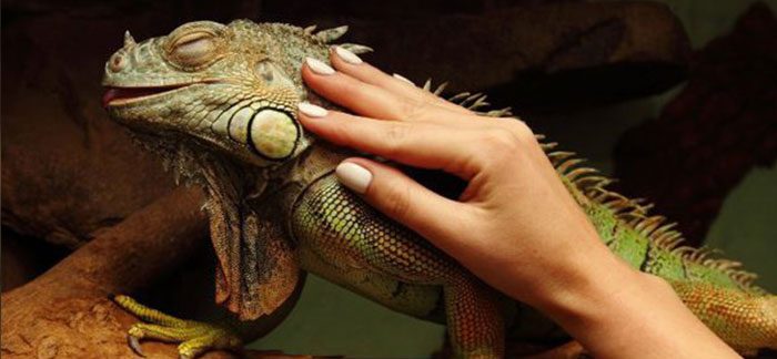 هزینه نگهداری خزندگان خانگی هزینه نگهداری خزندگان خانگی