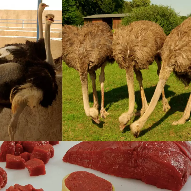  گوشت شترمرغ سالم‌ترین و کم‌چرب‌ترین گوشت قرمز