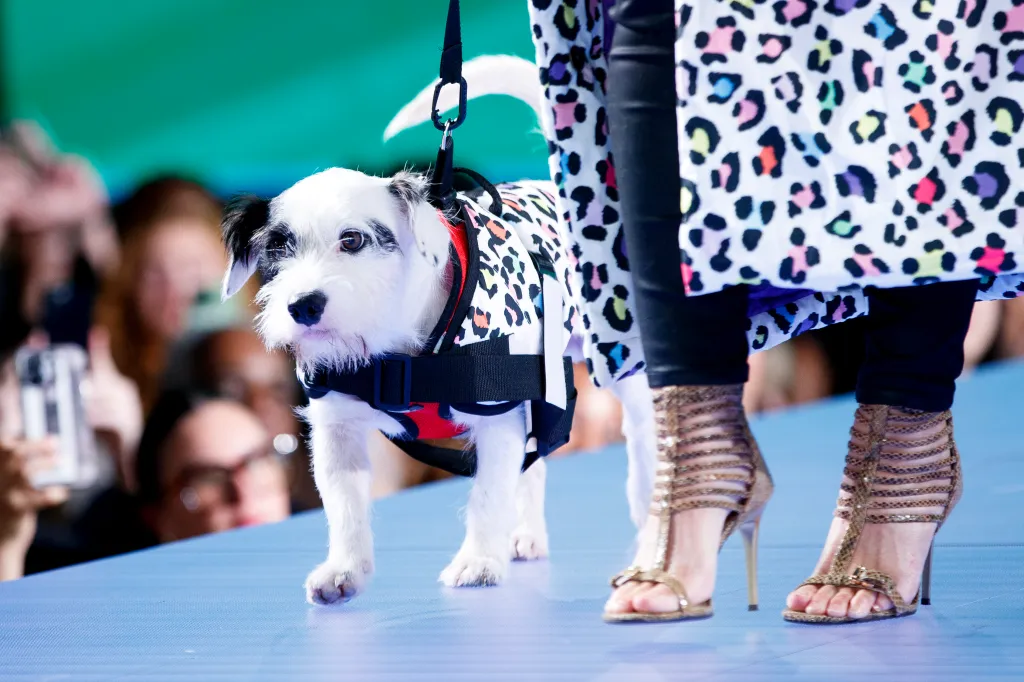 ۵ ترند برتر فشن حیوانات در چین