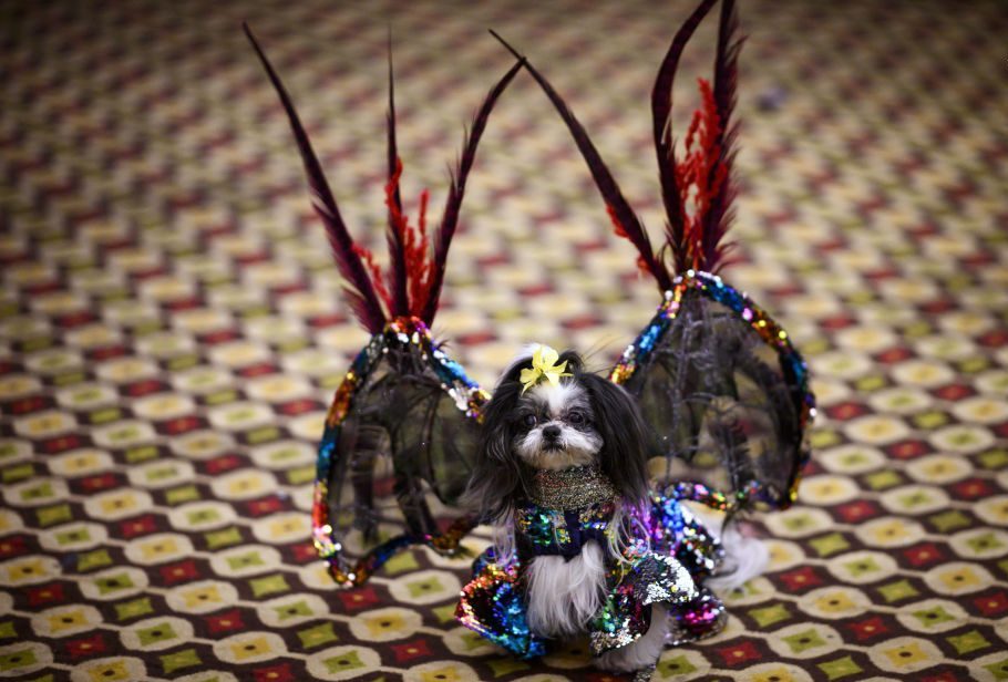 فشن شوی حیوانات چیست فشن شوی حیوانات چیست