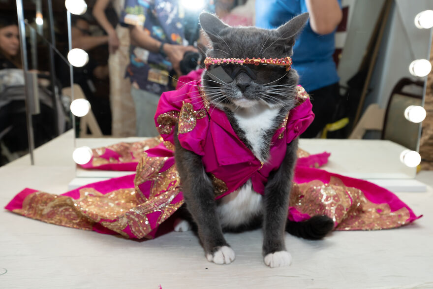 رونمایی از جدیدترین ترندهای فشن حیوانات در چین رونمایی از جدیدترین ترندهای فشن حیوانات در چین