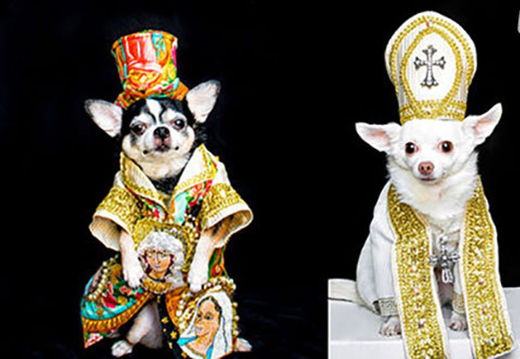 زمان برگذاری فشن شوی حیوانات در چین زمان برگذاری فشن شوی حیوانات در چین